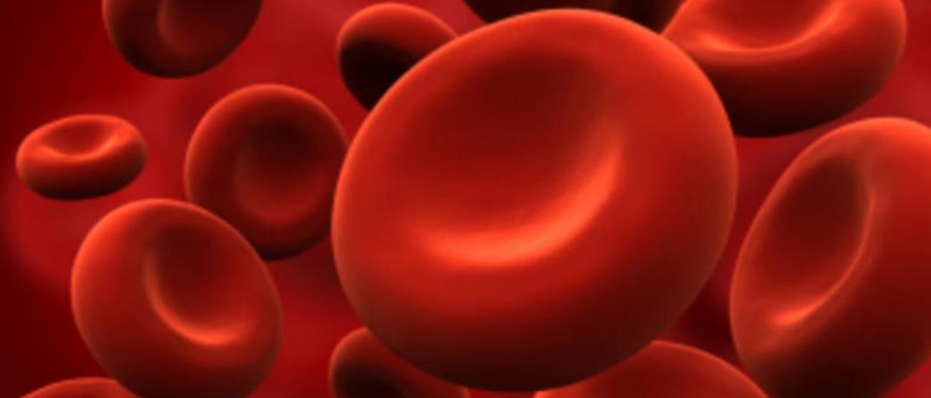Platelets, the blood cells of interest in the Dayal laboratory